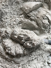 Load image into Gallery viewer, Remineralizing Natural Tooth Powder with Myrrh Neem Clove