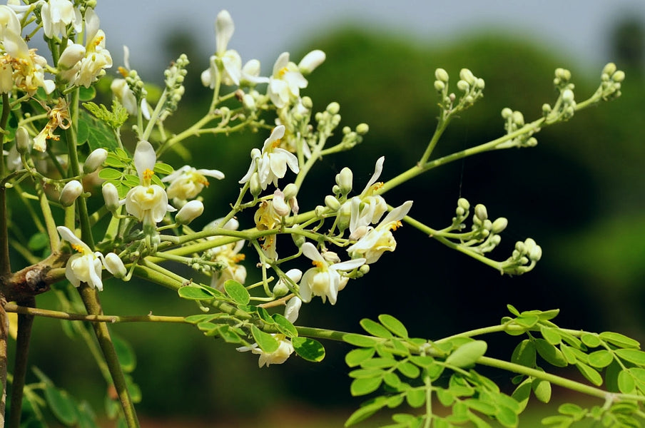 For the love of Moringa